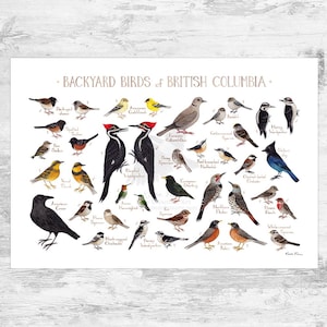 British Columbia Backyard Birds Field Guide Art Print / Watercolor Painting / Wall Art / Nature Print / Bird Poster