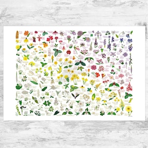 Flores silvestres del arco iris del este de EE. UU. Lámina / Póster de plantas nativas del este de Estados Unidos