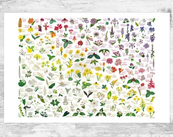 Wildflowers of the Eastern US Rainbow Art Print / Eastern United States Native Plants Poster
