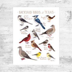Texas Backyard Birds Field Guide Art Print Mini 8x10