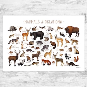 Oklahoma Mammals Field Guide Art Print  / Animals of Oklahoma / Watercolor Painting / Wall Art / Nature Print / Wildlife Poster