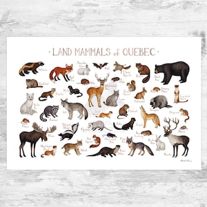 Guía de campo de mamíferos terrestres de Quebec Impresión artística / Animales de Canadá / Póster de vida silvestre canadiense / Pintura de acuarela / Impresión de naturaleza