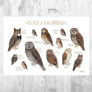 California Owls Field Guide Art Print / Watercolor Painting / Wall Art / Nature Print / Birds of Prey Poster