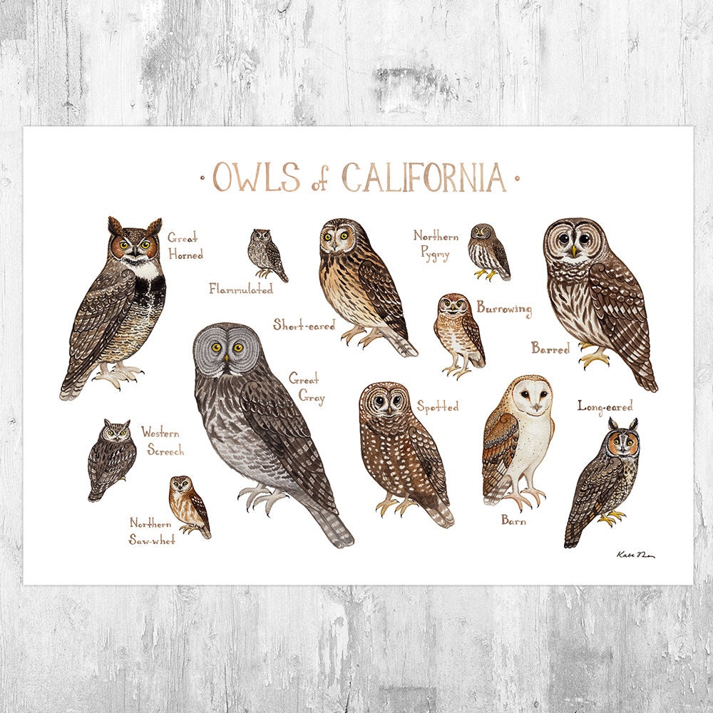 JUTTAVOTTELERヌッタフォテラーKLEINMONDフクロウ梟リトグラフ JUTTAVOTTELERヌッタフォテラーKLEINMONDフクロウ梟リトグラフ