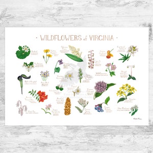 Impression d'art guide de terrain fleurs sauvages de Virginie / fleurs communes de Virginie / affiche de plantes indigènes de Virginie