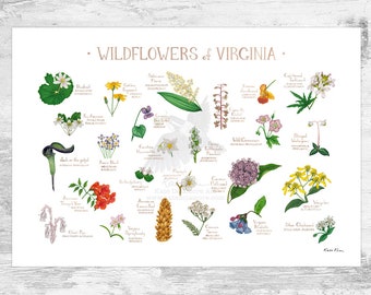 Virginia Wildflowers Field Guide Art Print / Common Flowers of Virginia / Virginia Native Plants Poster