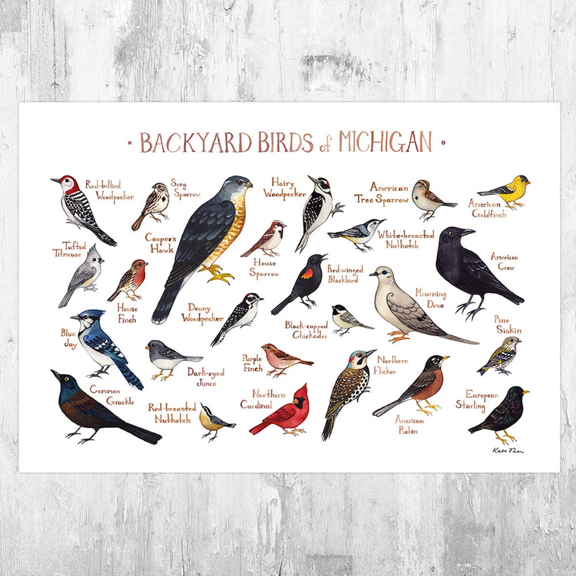 Michigan Backyard Birds Field Guide Art Print / Watercolor image 0