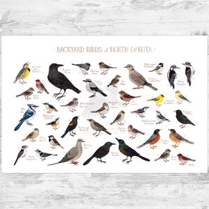 North Dakota Backyard Birds Field Guide Art Print / Watercolor Painting ...