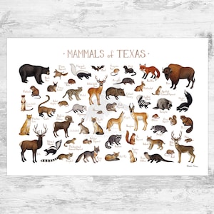 Impression d'art du guide de terrain des mammifères terrestres du Texas / Animaux du Texas / Peinture à l'aquarelle / Art mural / Impression de la nature / Poster de la faune