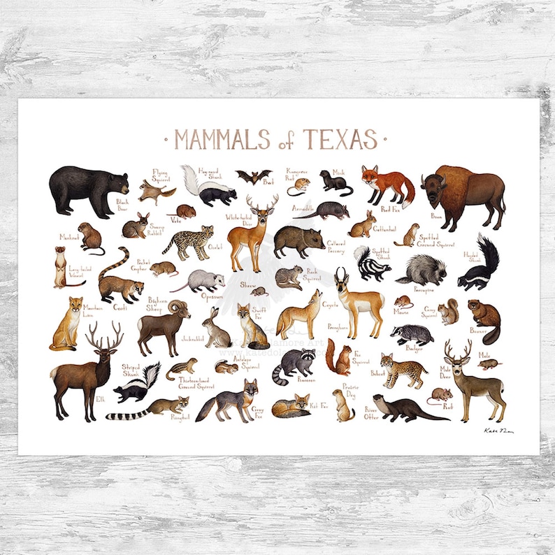 Texas Land Mammals Field Guide Art Print / Animals of Texas / Watercolor Painting / Wall Art / Nature Print / Wildlife Poster 19x13 (signed)