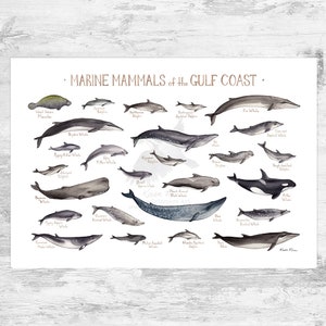 Gulf Coast Marine Mammals Field Guide Art Print / Ocean Animals Poster / Alabama Louisiana Mississippi Texas Florida Sea Creatures Print