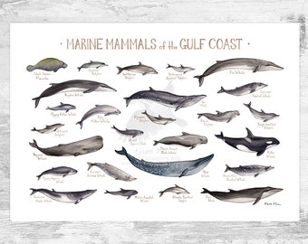 Gulf Coast Marine Mammals Field Guide Art Print / Ocean Animals Poster / Alabama Louisiana Mississippi Texas Florida Sea Creatures Print