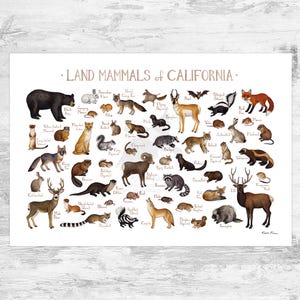 Impression d'art du guide de terrain des mammifères terrestres de Californie / Animaux de Californie / Peinture à l'aquarelle / Art mural / Impression de la nature / Poster animalier