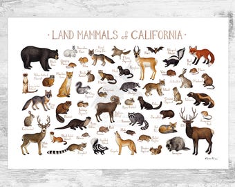 May include: A colorful illustrated poster featuring a variety of land mammals native to California. The poster includes animals such as a black bear, deer, coyote, bobcat, mountain lion, and a variety of rodents. The poster is titled "Land Mammals of California".