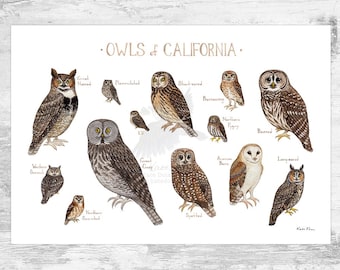 Guía de campo de búhos de California: impresión artística / póster de aves rapaces en acuarela