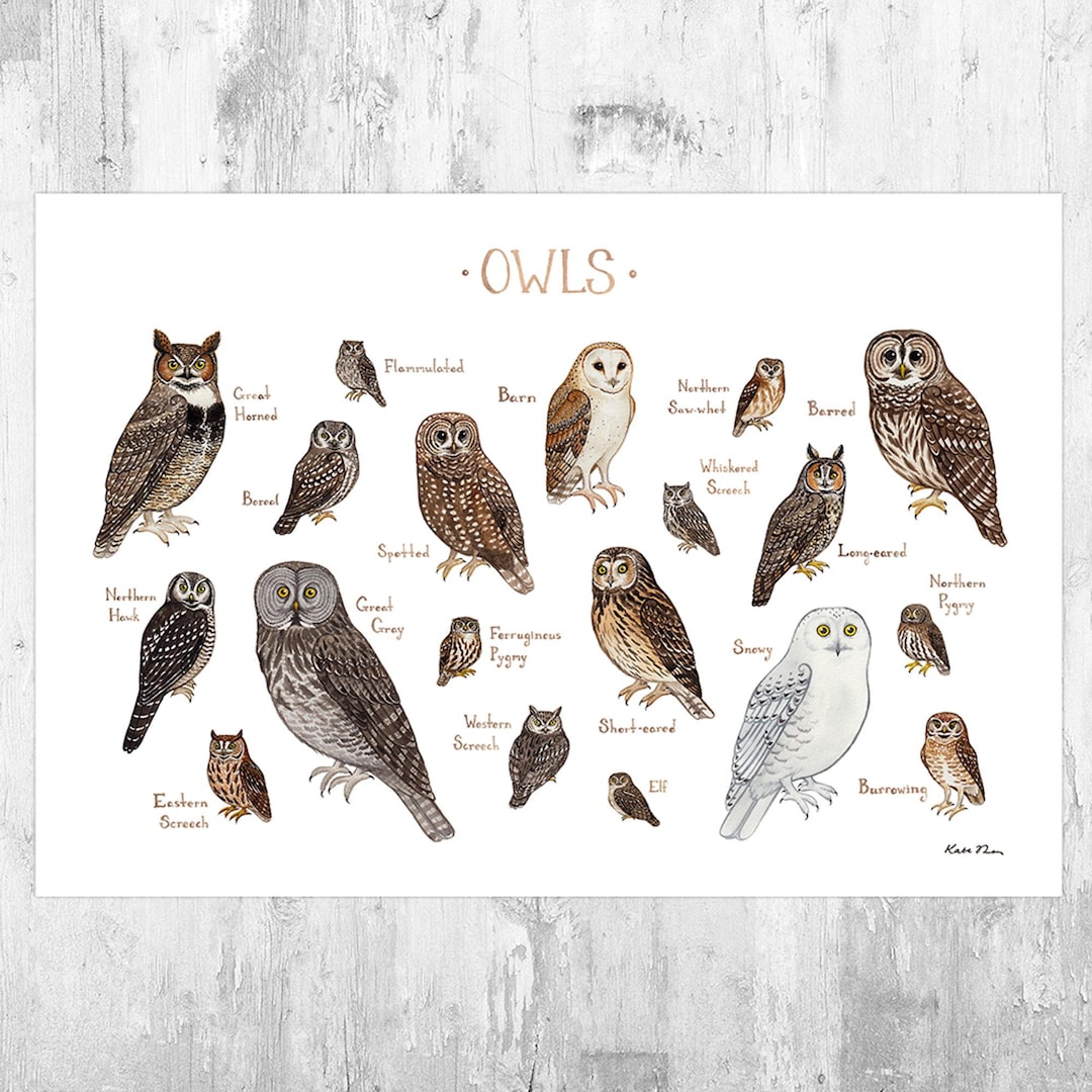 Owls of North America Field Guide Art Print / Watercolor Birds of Prey ...