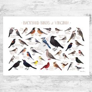 Guía de campo de aves de Virginia (impresión artística, acuarela, arte mural para observar aves, naturaleza, póster de aves)