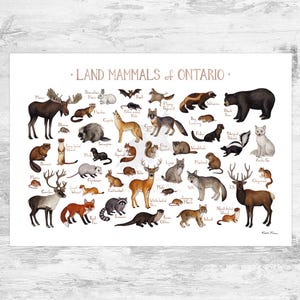 Impression d'art du guide de terrain sur les mammifères terrestres de l'Ontario / Animaux du Canada / Affiche de la faune canadienne / Peinture à l'aquarelle / Impression de la nature