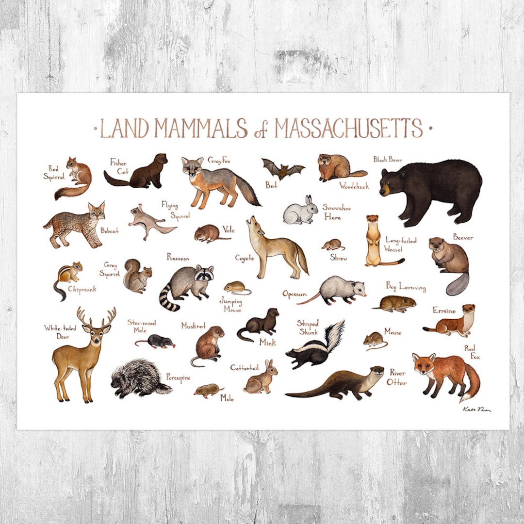 Massachusetts Land Mammals Field Guide Art Print / Animals of