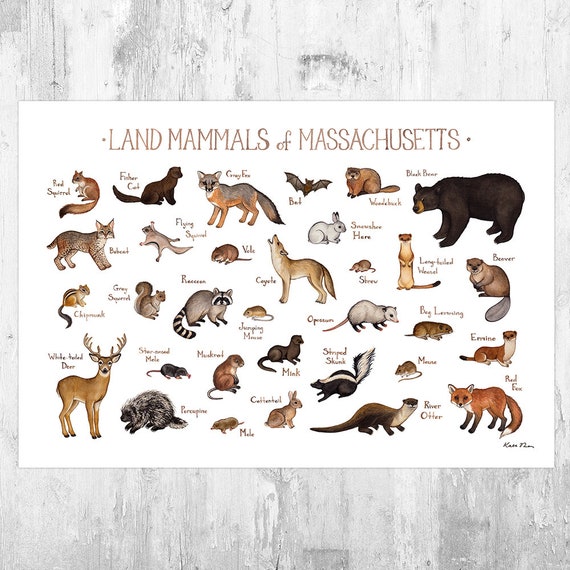 Land Animals Chart