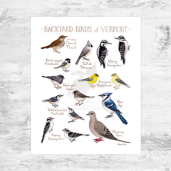 Vermont Backyard Birds Field Guide Art Print Mini 8x10 - Etsy Israel