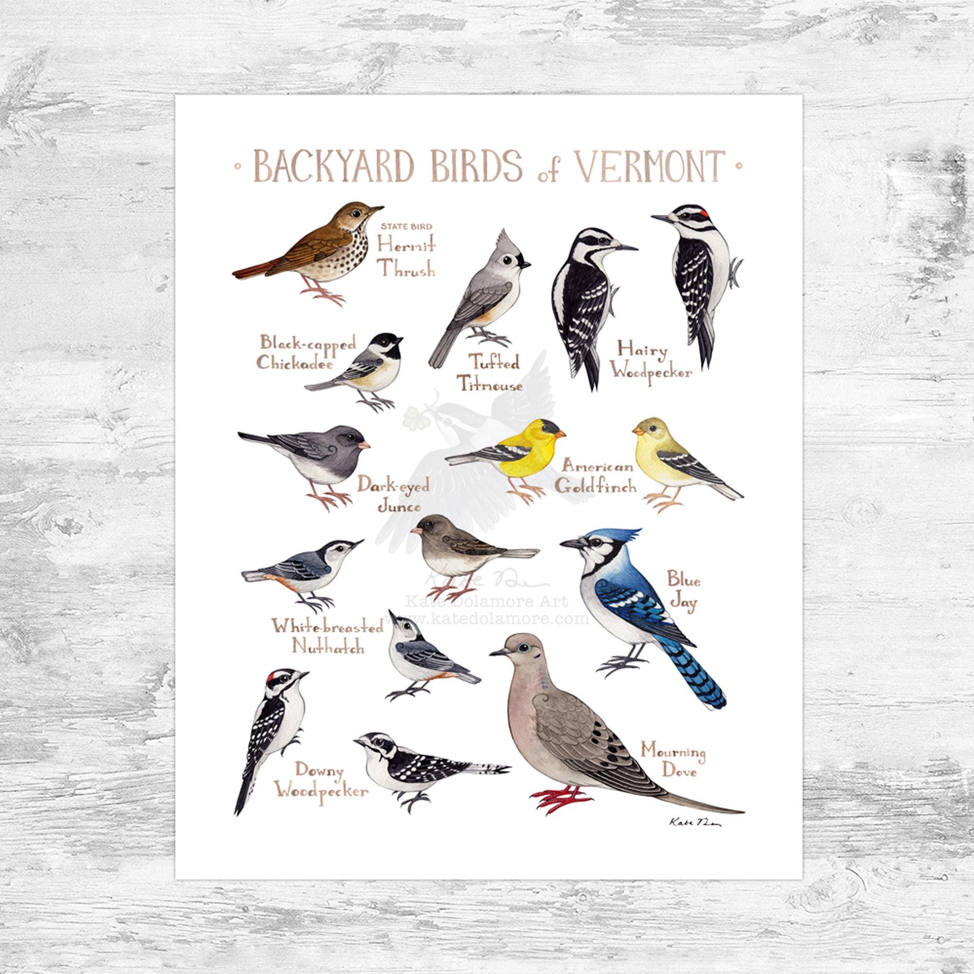 Vermont Backyard Birds Field Guide Art Print Mini 8x10 - Etsy