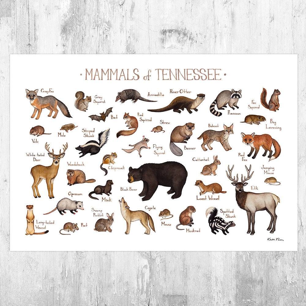 Три примера животных млекопитающих. Млекопитающие названия. Какие бывают млекопитающие животные. Список млекопитающих животных. Mammals примеры.