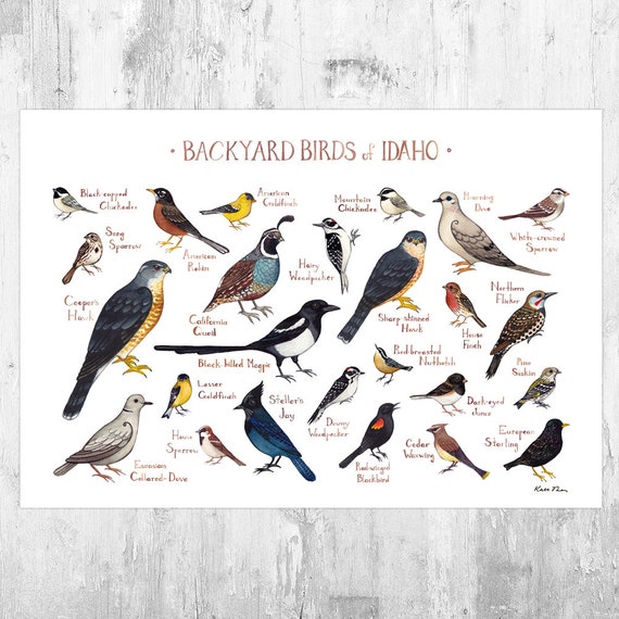 Idaho Backyard Birds Field Guide Art Print Watercolor Etsy