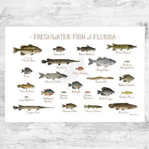 Impression d'art du guide de terrain sur les poissons d'eau douce de Floride / Poster d'étude de la nature des poissons