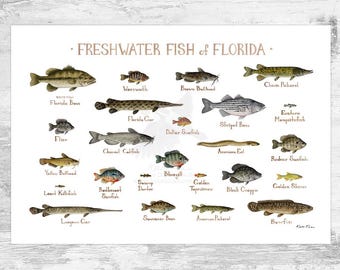 May include: A colourful illustrated guide to freshwater fish found in Florida. The guide features 18 different fish species, including the Florida Bass, Chain Pickerel, and Longnose Gar. Each fish is depicted in a realistic style with its common name labelled below.