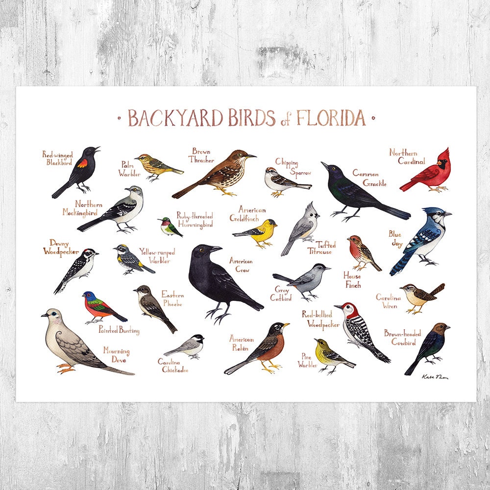 Florida Backyard Birds Field Guide Art Print Watercolor Etsy