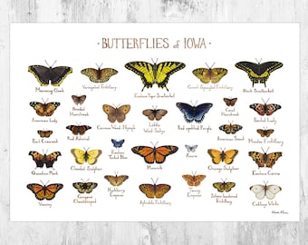 Iowa Butterflies Field Guide Art Print / Butterfly Poster / Watercolor Painting / Wall Art / Nature Print