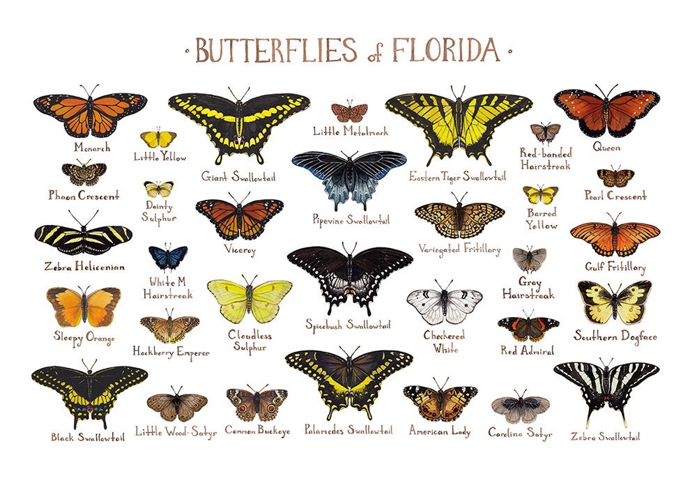 Florida Butterflies Field Guide Art Print / Butterfly Poster / Etsy