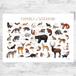 Wisconsin Mammals Field Guide Art Print  / Animals of Wisconsin / Watercolor Painting / Wall Art / Nature Print / Wildlife Poster