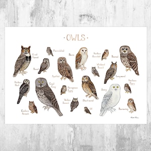 Owls of North America Birds of Prey Field Guide Art Print  / Watercolor Painting / Wall Art / Nature Print / Bird Poster