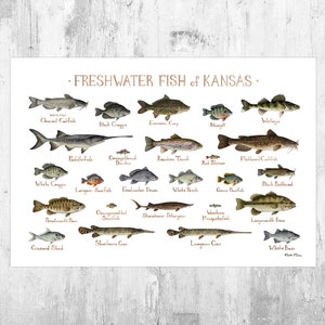 Kansas Freshwater Fish Field Guide Art Print / Fish Nature Study Poster