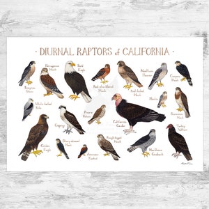 California Diurnal Raptors Field Guide Art Print / Hawks, Falcons, Eagles, Vultures / Nature Study / Birds of Prey Poster