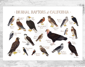 California Diurnal Raptors Field Guide Art Print / Hawks, Falcons, Eagles, Vultures / Nature Study / Birds of Prey Poster