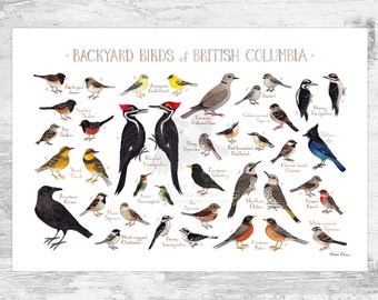 British Columbia Backyard Birds Field Guide Art Print / Watercolor Painting / Wall Art / Nature Print / Bird Poster