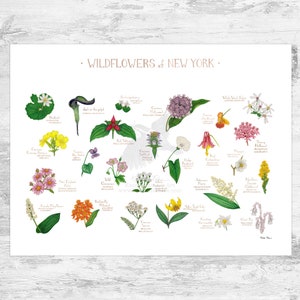 New York Wildflowers Field Guide Art Print / Common Flowers of New York / New York Native Plants Poster 24x18 inches