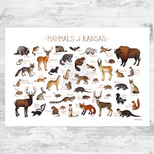 Kansas Mammals Field Guide Art Print / Tiere aus Kansas / Kansas Aquarell Malerei / Natur Poster / Naturbild / Wildtiere