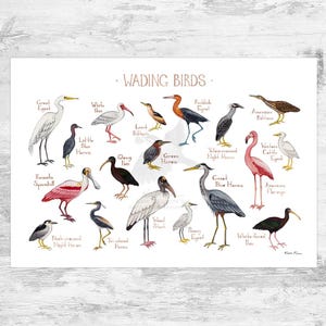 Guía de campo de aves zancudas de América del Norte Impresión artística / Póster de aves acuáticas en acuarela
