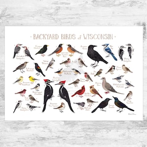 Wisconsin Backyard Birds Field Guide Kunstdruck / Aquarell Malerei Druck / Vogelbeobachter Wandkunst / Natur Print / Vogel Poster
