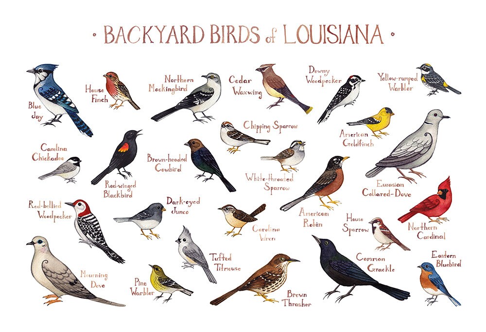 Louisiana Backyard Birds Field Guide Art Print / Watercolor | Etsy