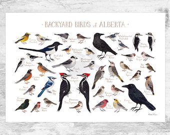 Alberta Backyard Birds Field Guide Art Print / Watercolor Painting / Wall Art / Nature Print / Bird Poster