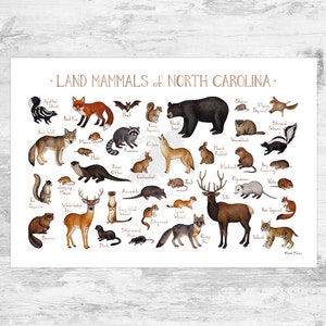 North Carolina Land Mammals Field Guide Art Print  / Animals of North Carolina / Watercolor Painting / Nature Art Print / Wildlife Poster