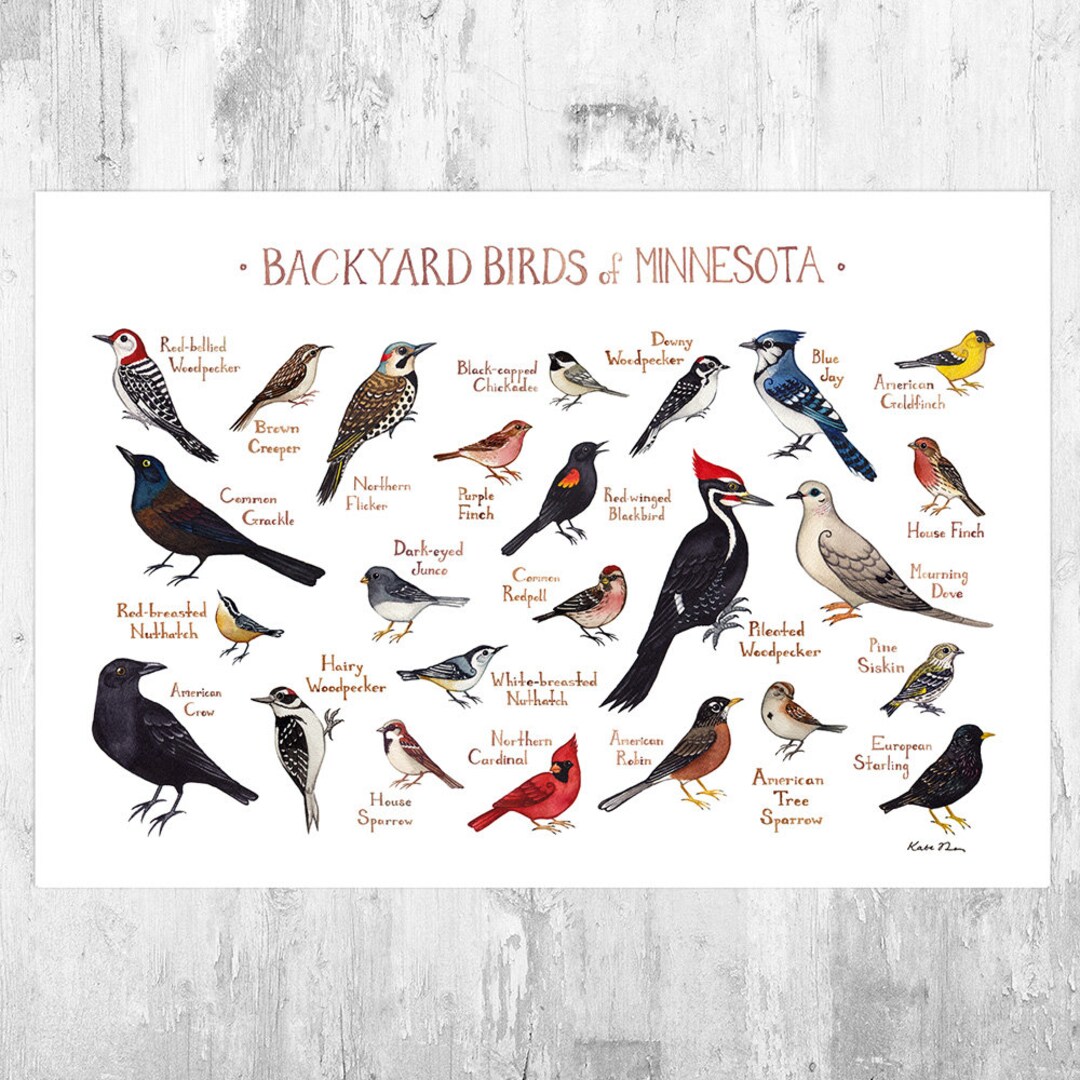 Minnesota Backyard Birds Field Guide Art Print / Watercolor - Etsy