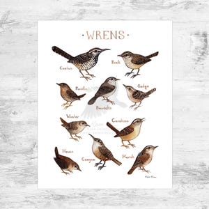 Wrens of North America Art Print  / 8x10 Watercolor Bird Print