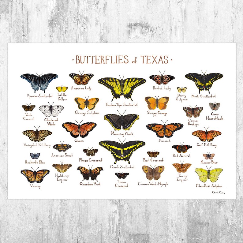 Texas Butterflies Field Guide Art Print Butterfly Poster Watercolor Painting Wall Art Nature Print