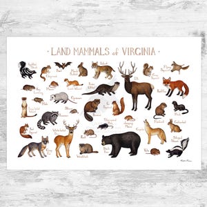 Impression d'art du guide de terrain des mammifères de la terre de Virginie / Animaux de Virginie / Peinture à l'aquarelle / Art mural / Impression de la nature / Poster de la faune